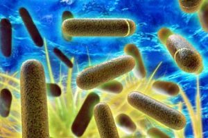 La legionella sulle navi, ma non solo